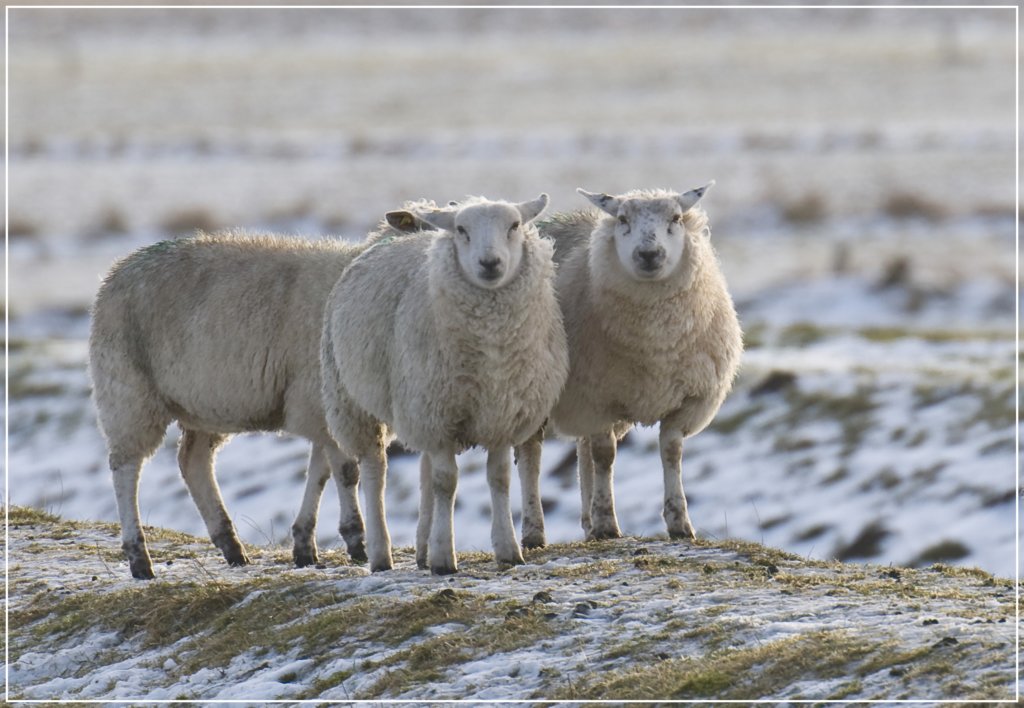 _d320206schaf.jpg